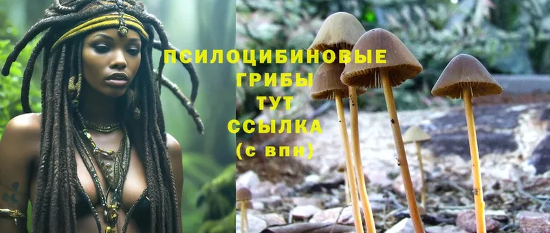 Галлюциногенные грибы MAGIC MUSHROOMS  хочу наркоту  Карпинск 