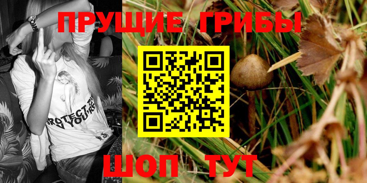 Псилоцибиновые грибы Psilocybe Карпинск